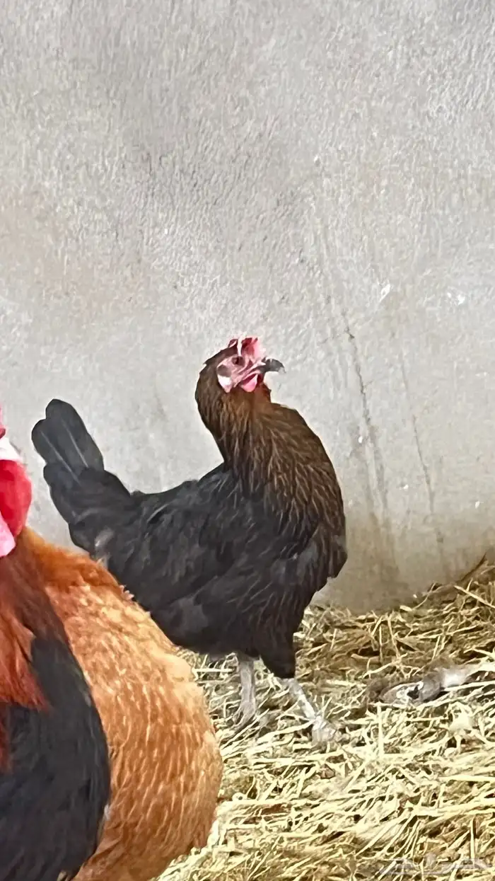 دجاج 2فرنسي وثلاثه عربي 3