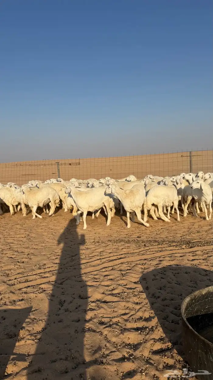 رخال جذعات حرش حلال فاخر 10