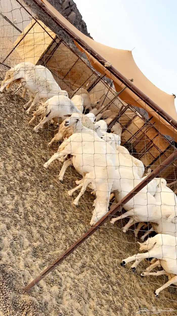 غنم مراح كفو كفو متابيع ودفيع 0