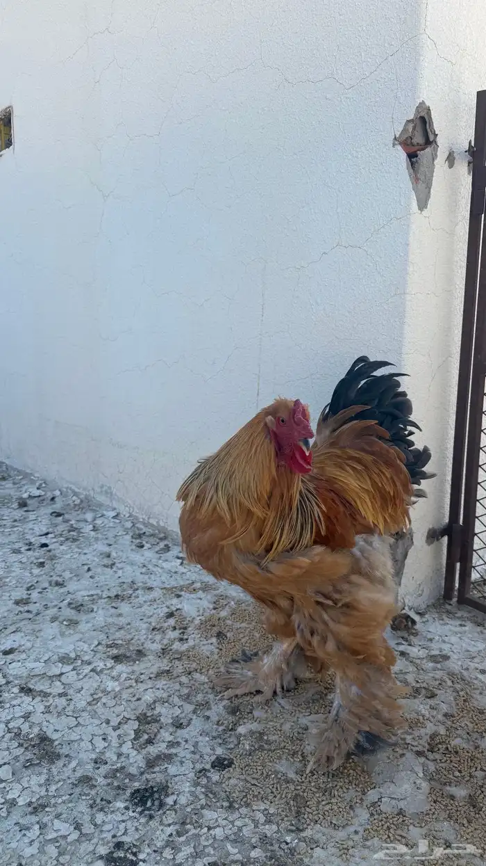 دجاج براهما طقم ديك ثلاث اناثي 1