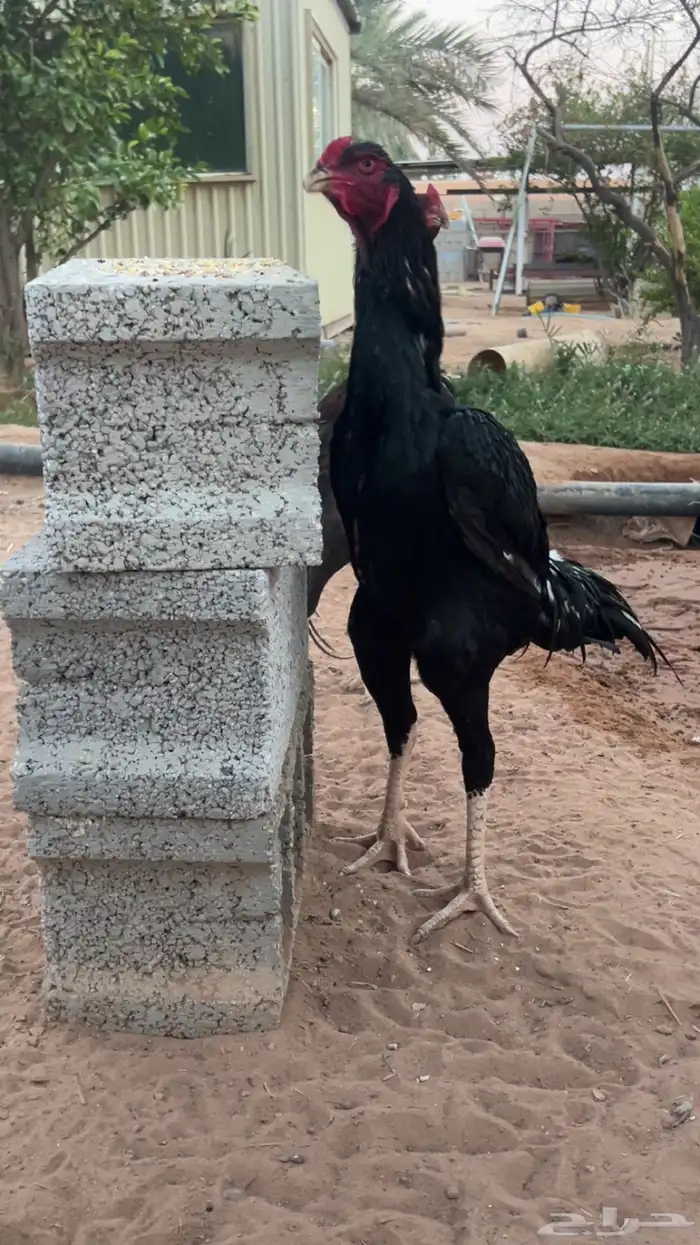 ديكين فارسي ( سندي ) صنف 1