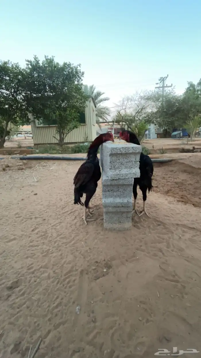 ديكين فارسي ( سندي ) صنف 3