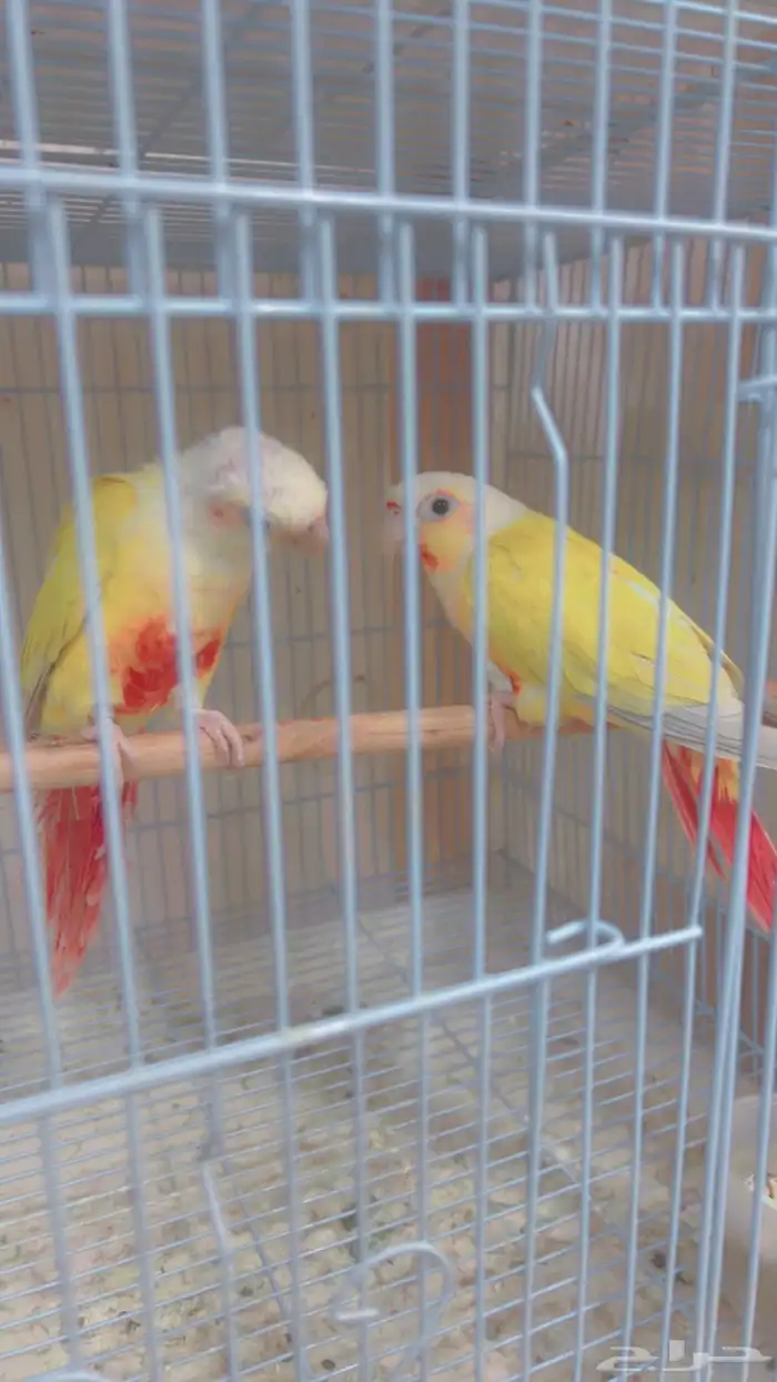 اناثي صن شك صبغه قويه 0