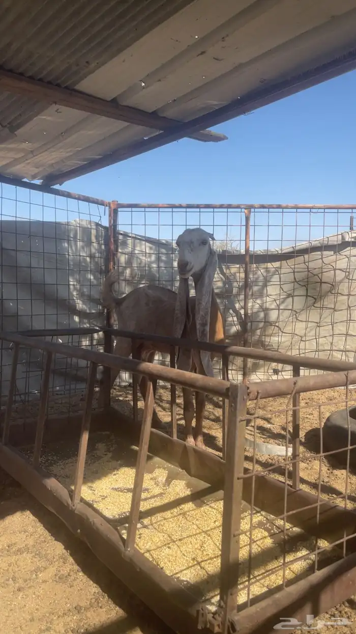 جفرات هولنديات 3