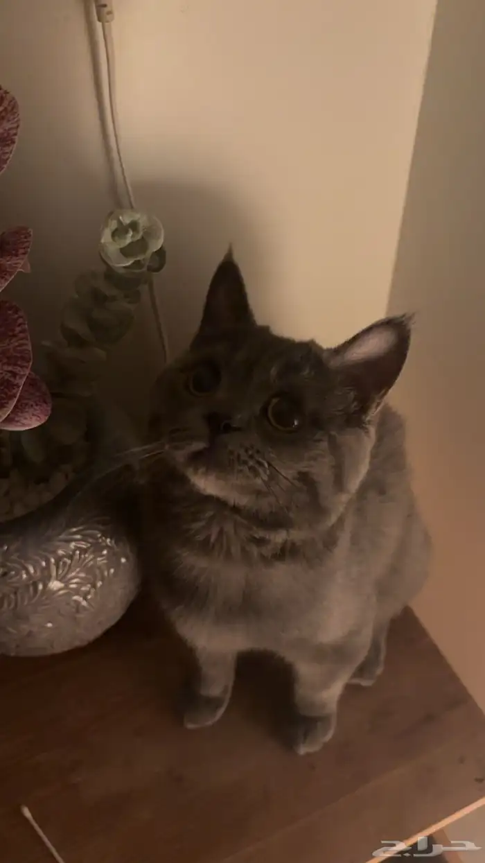 قط طالب تزاوج 1