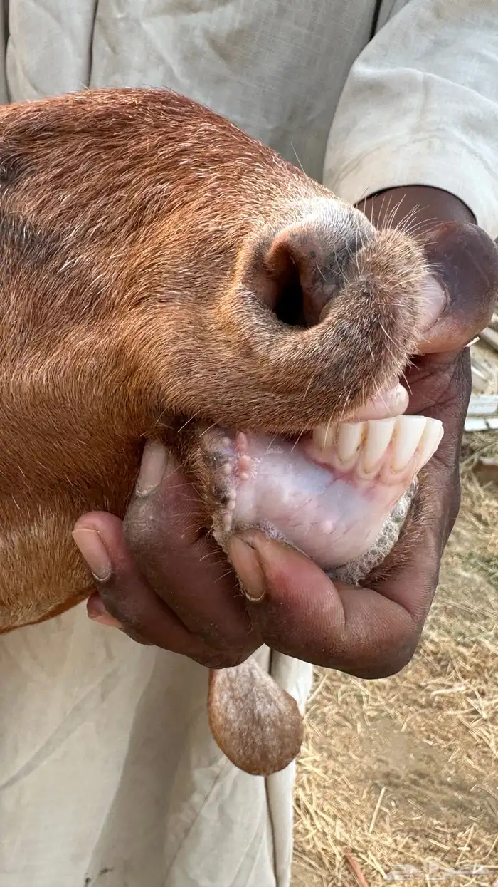 عنز مشروكة معها جفر 5