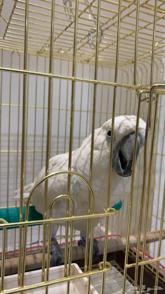 ببغاء كيكاتو امبريلا 3