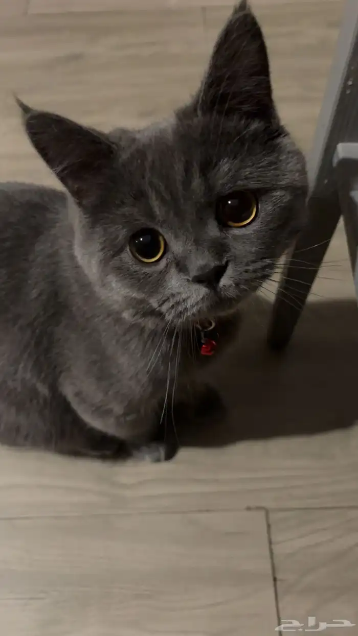 قط طالب تزاوج 5