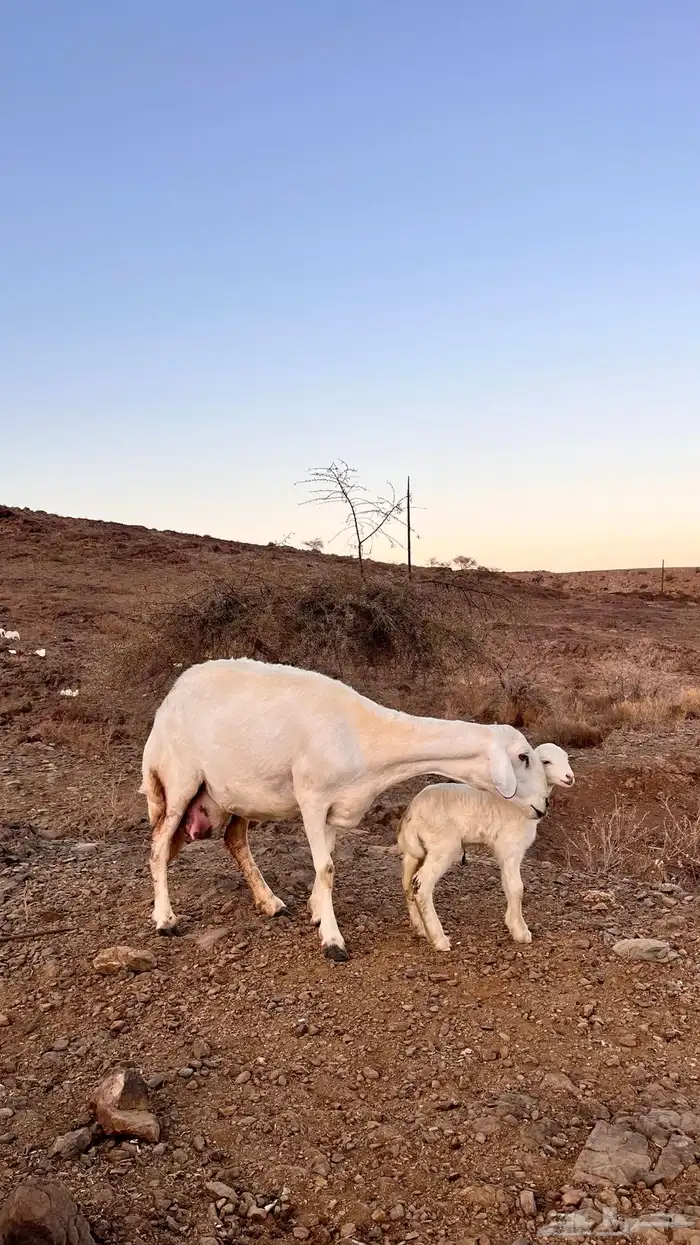 نعرض لكم شاه حرى صنف تحتها رخل (( تم البيع تم البيع )) 1