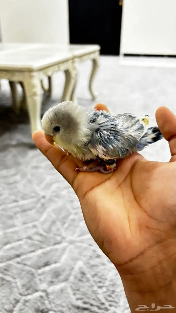 فرخ روز أليف العمر ماكمل شهر 4