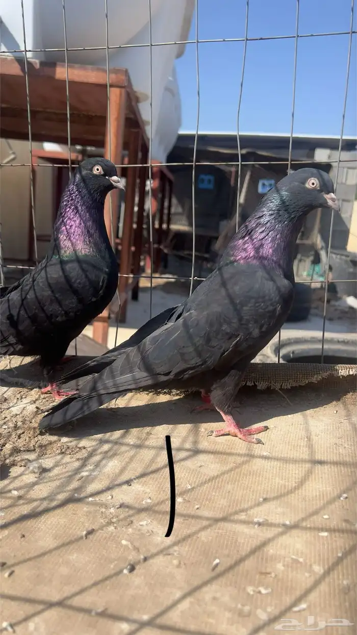 حمام قطيفي للبيع 1