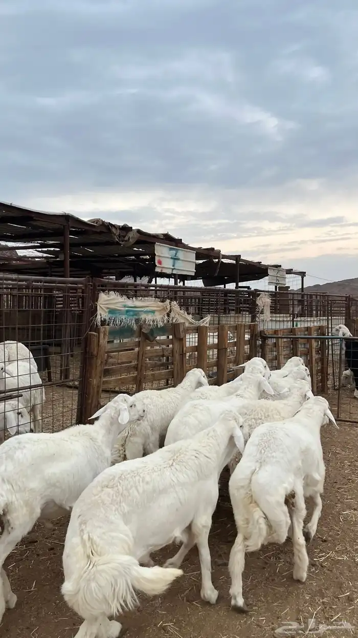 طليان حري ذبايح نظيف شرط 2