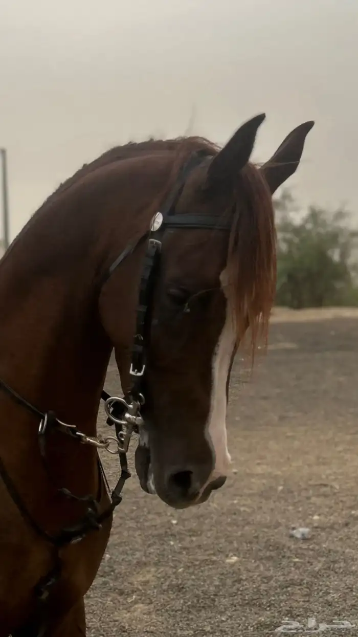 حصان شعبي حار تربيع خطوه مسار العمر 4 سنه 4