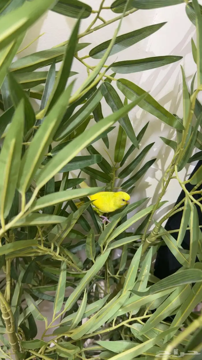 طيور ثنين بداجي للبيع انثى وذكر 1