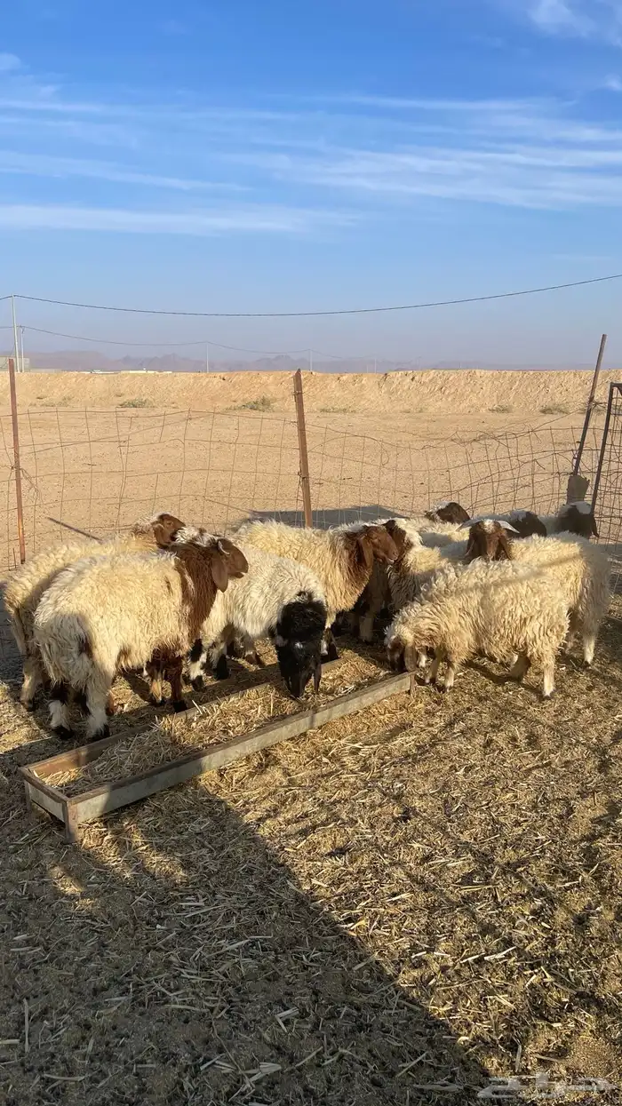 للبيع خرفان ورخال 0