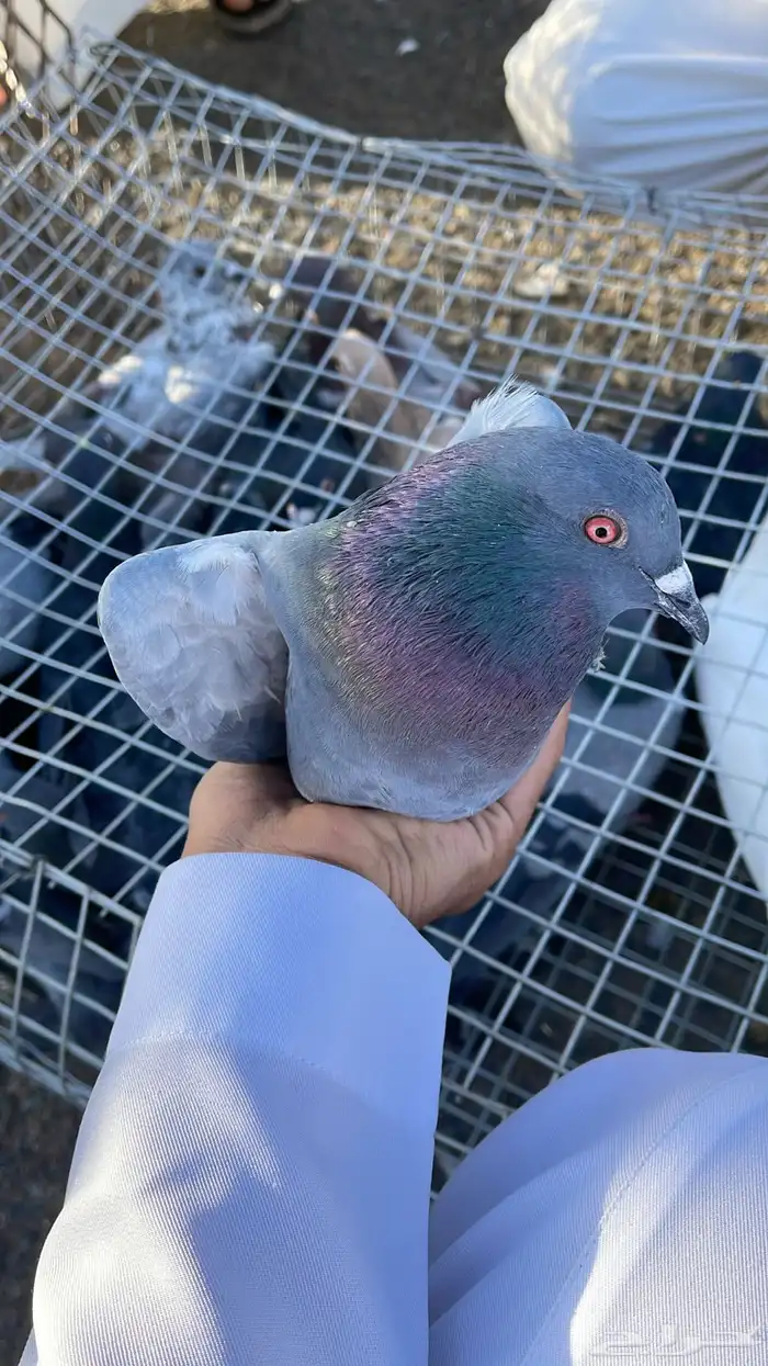 مطلوب حمام عادي وبلدي ويفضل الجوز من 10 ريال الى عنده يتوصل 0