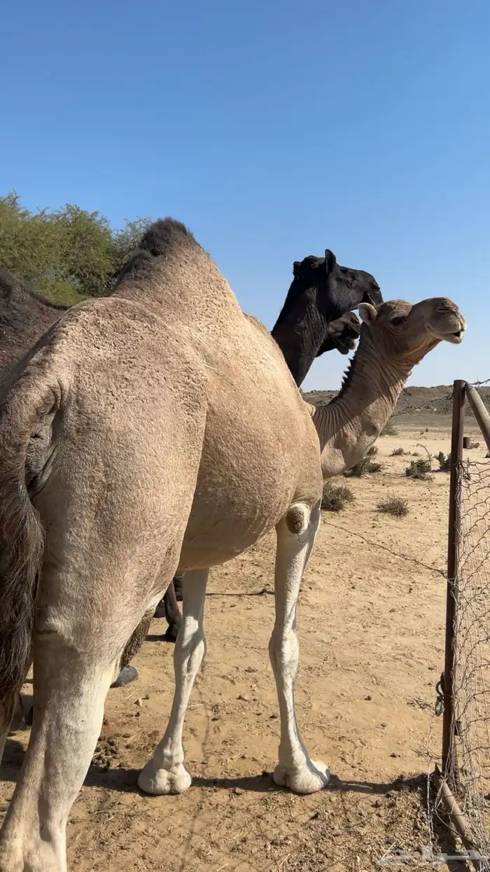 ضروبه اراكه مبيوع حاشيه والسوم 4500 2