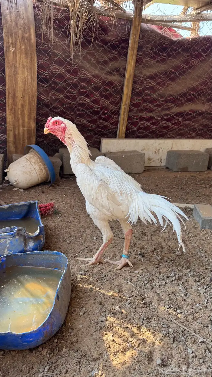 ديك شامو الماني من انتاجات شاهر الشريف 1