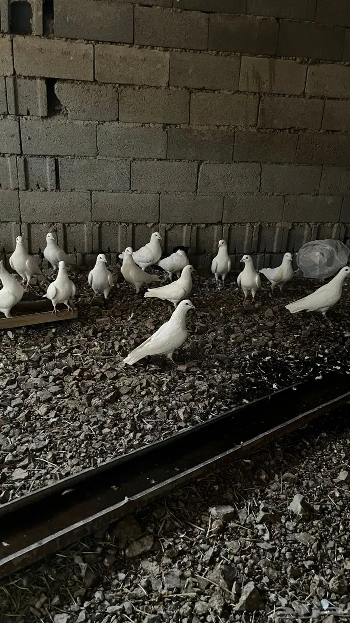 حمام فرنسي منتج للبيع 1