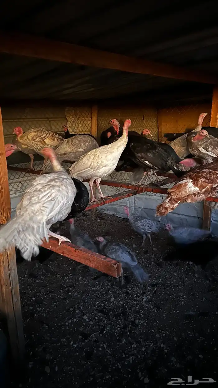 دجاج رومي حبشي 1