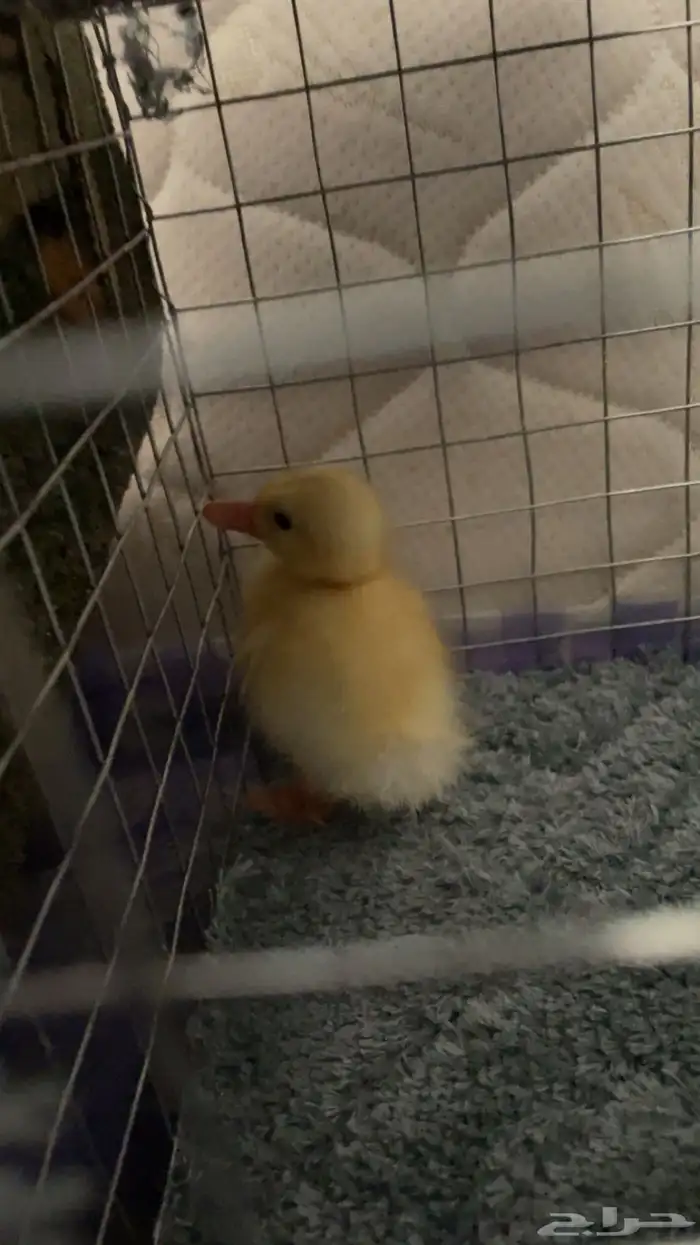 بطه صغيره للبيع 4