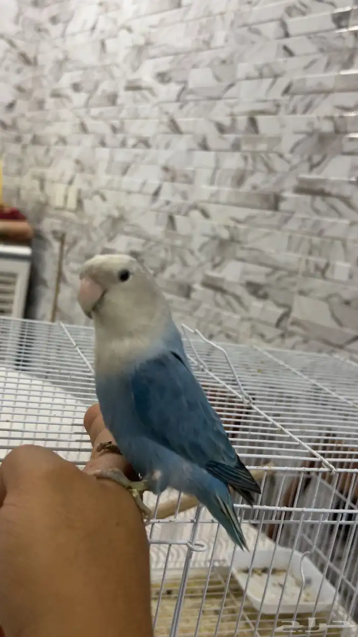 للبيع روز اليف الي توقف عليه سومه نصيبه 1