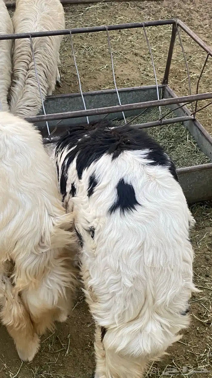 خرفان ورخال صفر (تم البيع) 2