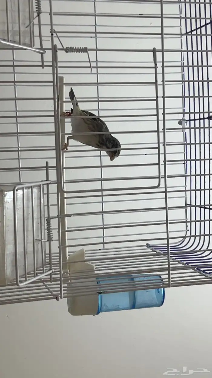 ياسمين بيور 0