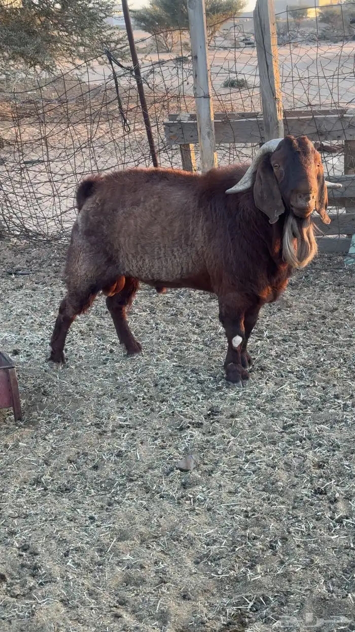 تيس كلهاري بيور 0