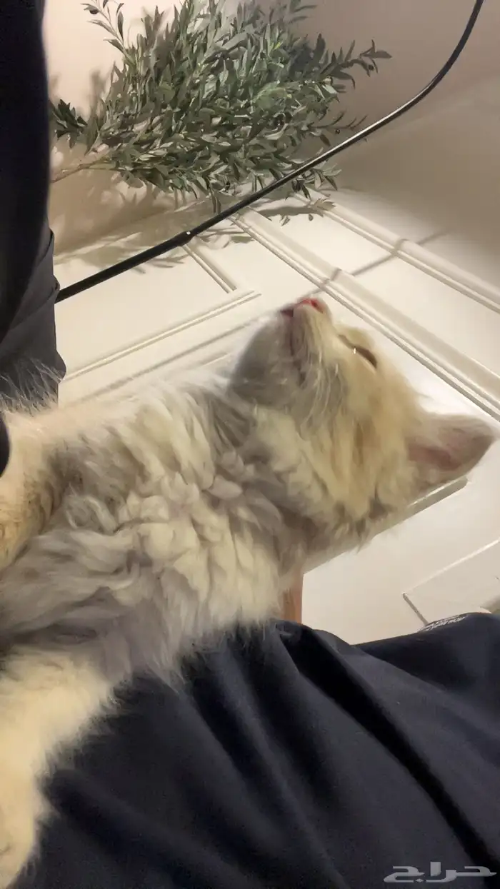 قطو للبيع سكوتش عمره شهر ونص يحب يلعب وصغير 0