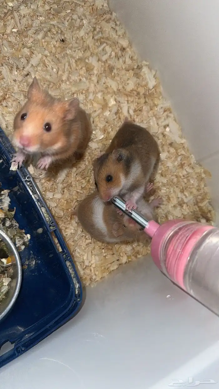 هامسترات سوريه للتبني 5