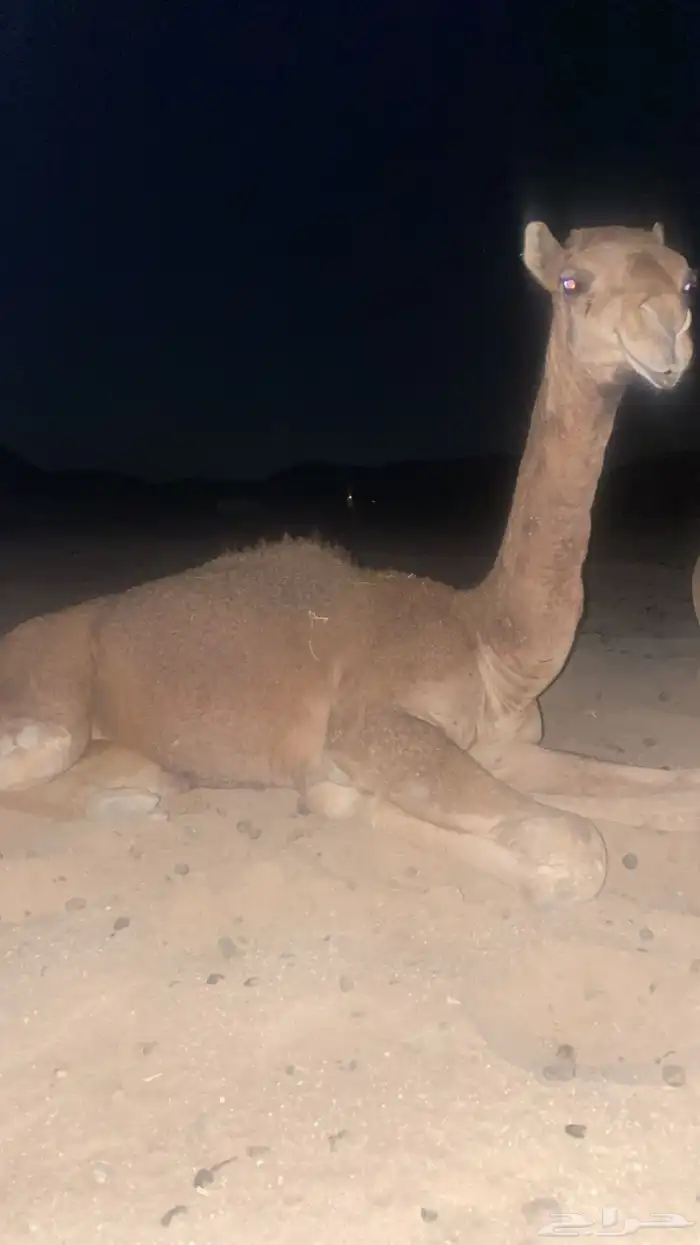 بعير احمر كفو 1