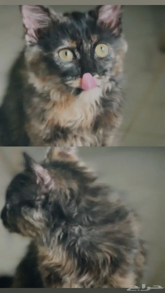 شيرازي تبني 0