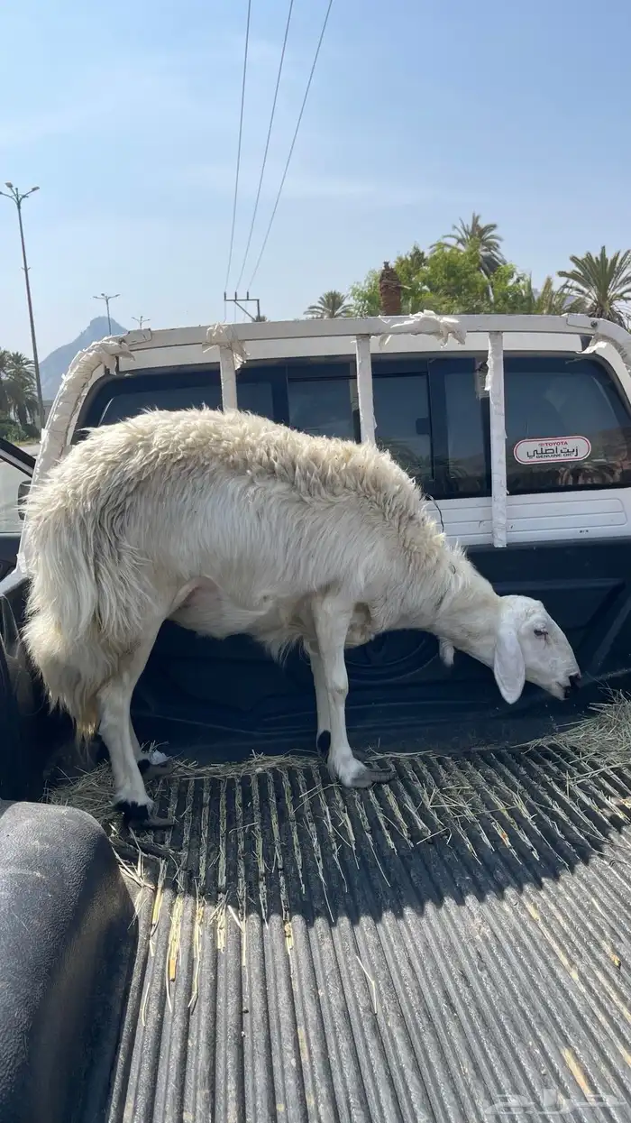 نعجه صفراء فاخره 1