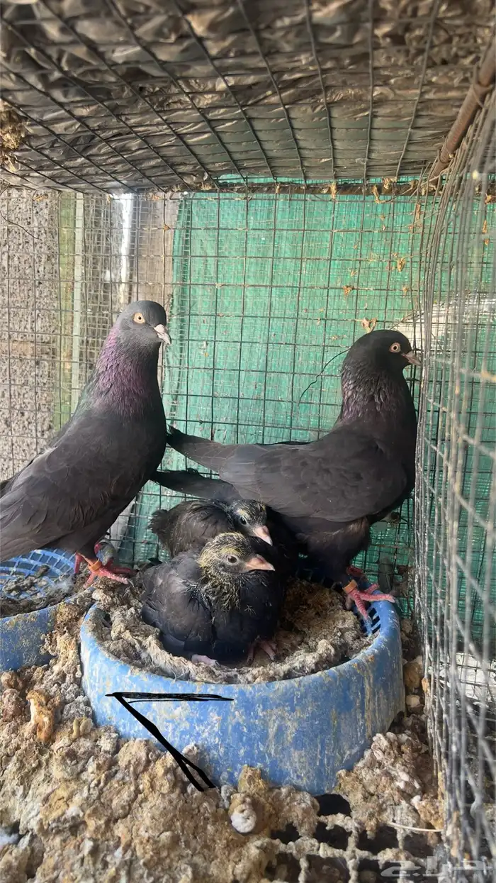 حمام قطيفي للبيع 8