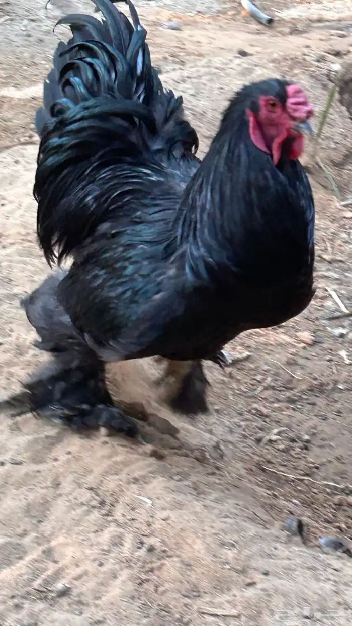 ديك براهما 0