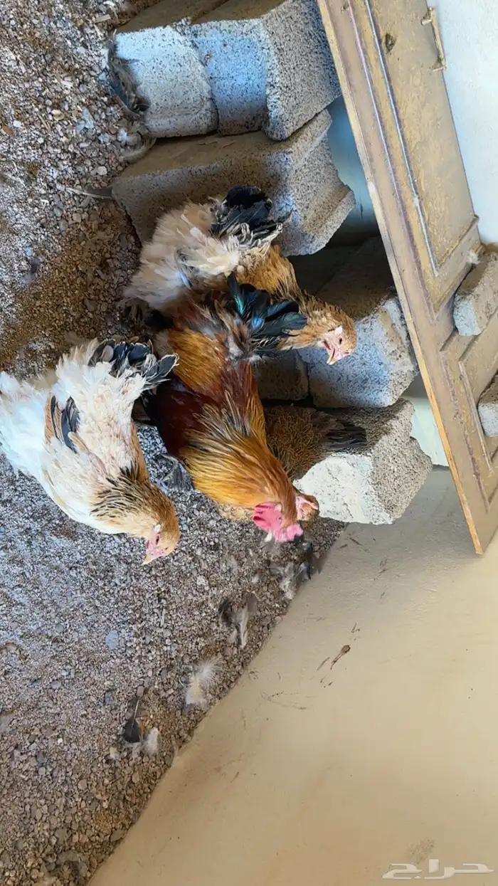 دجاج براهما 0