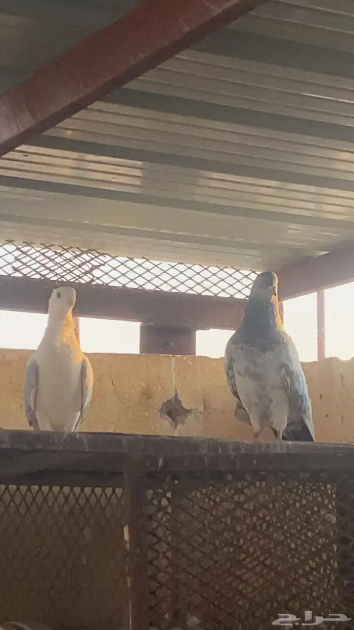 حمام باكستاني و حب رمان 4