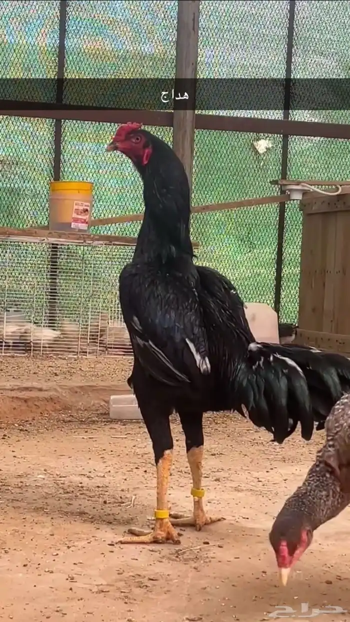 ديكين فارسي ( سندي ) صنف 5