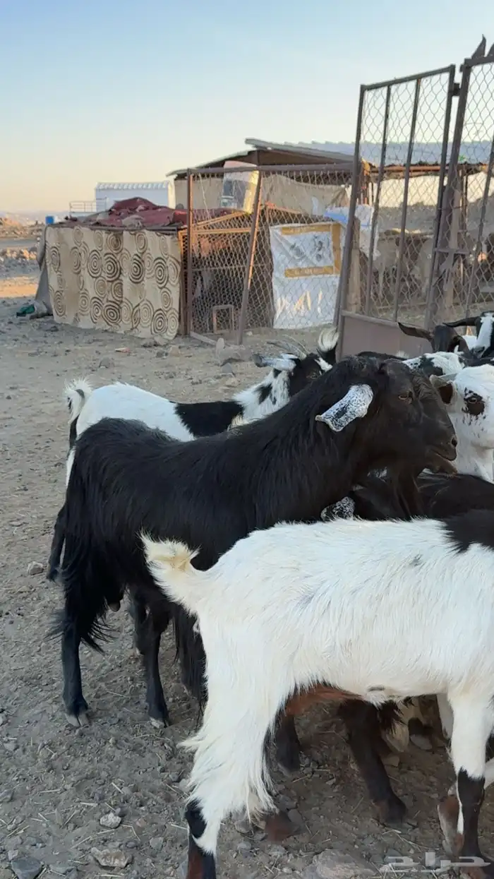 معزا ديره ونظافه خوات بعض مراح بنات اغلبها صغار سن بفحلها 0