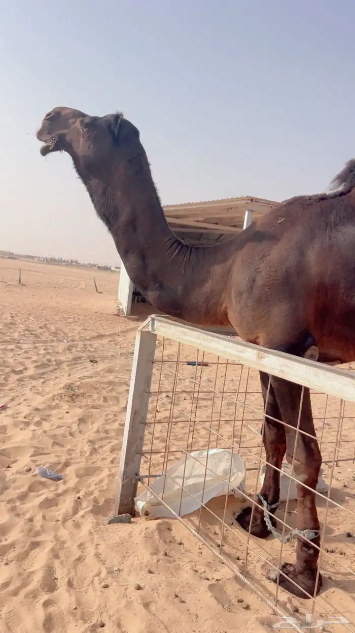 فحل مجاهيم منتج 1