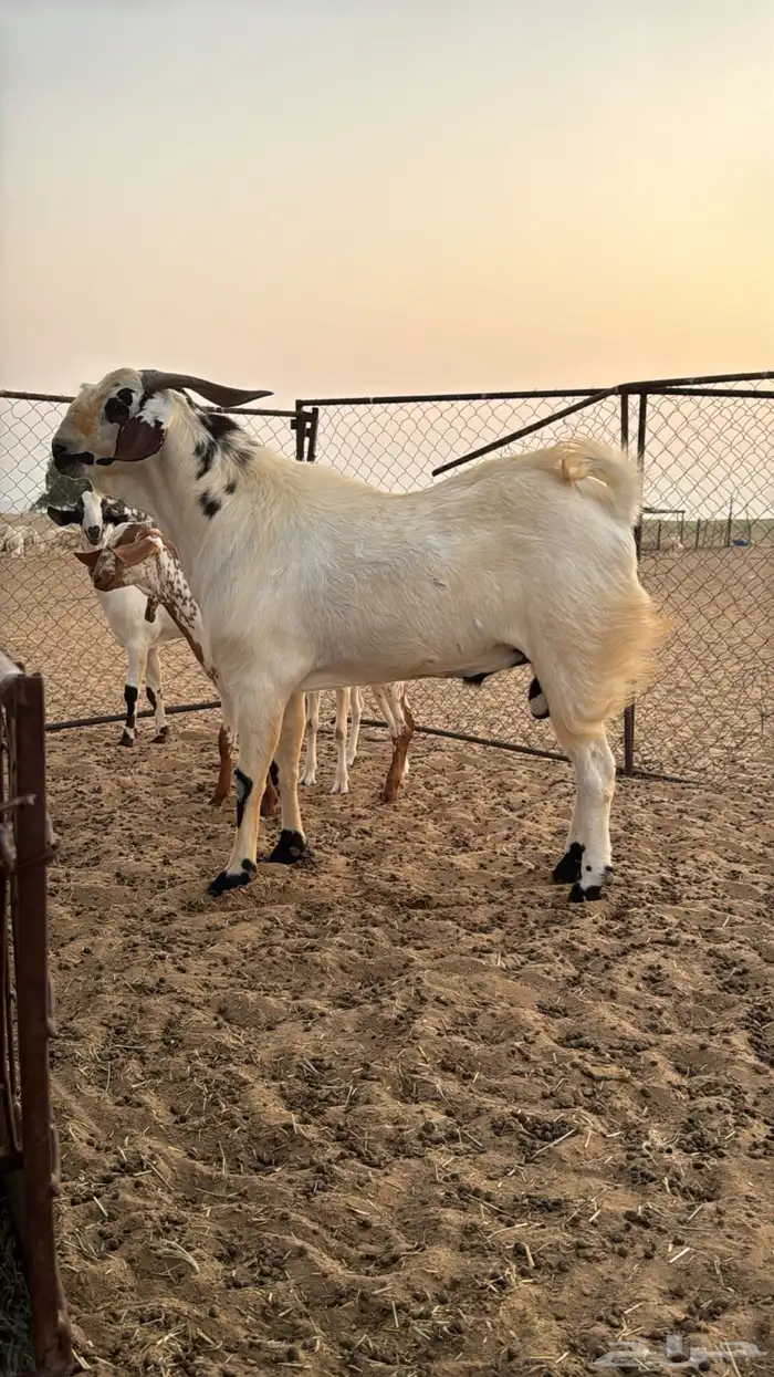 تيس مشروع فحل 2