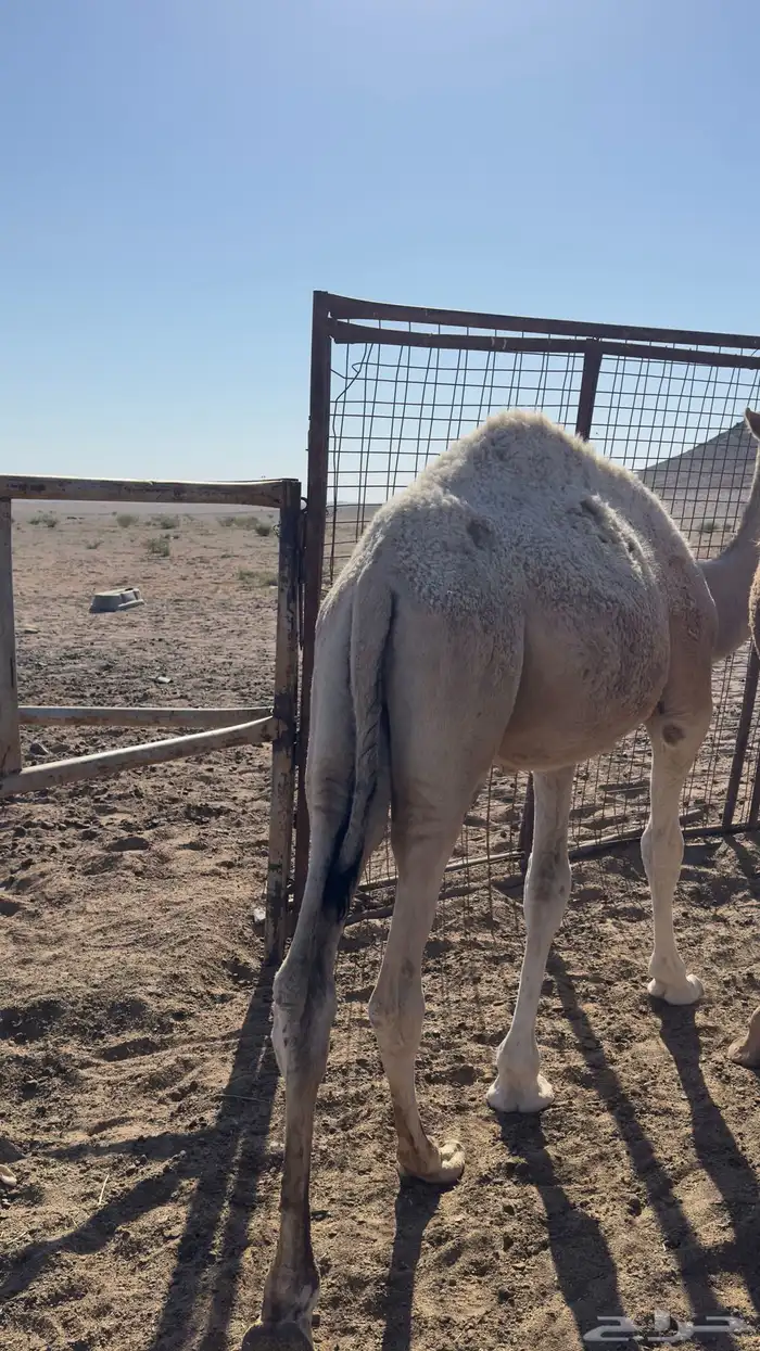 قعود للبيع العمر 7 شهور 2