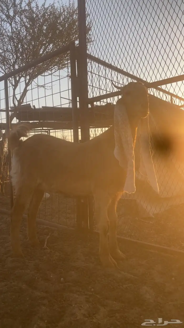 جفره هولنديه صنف 1