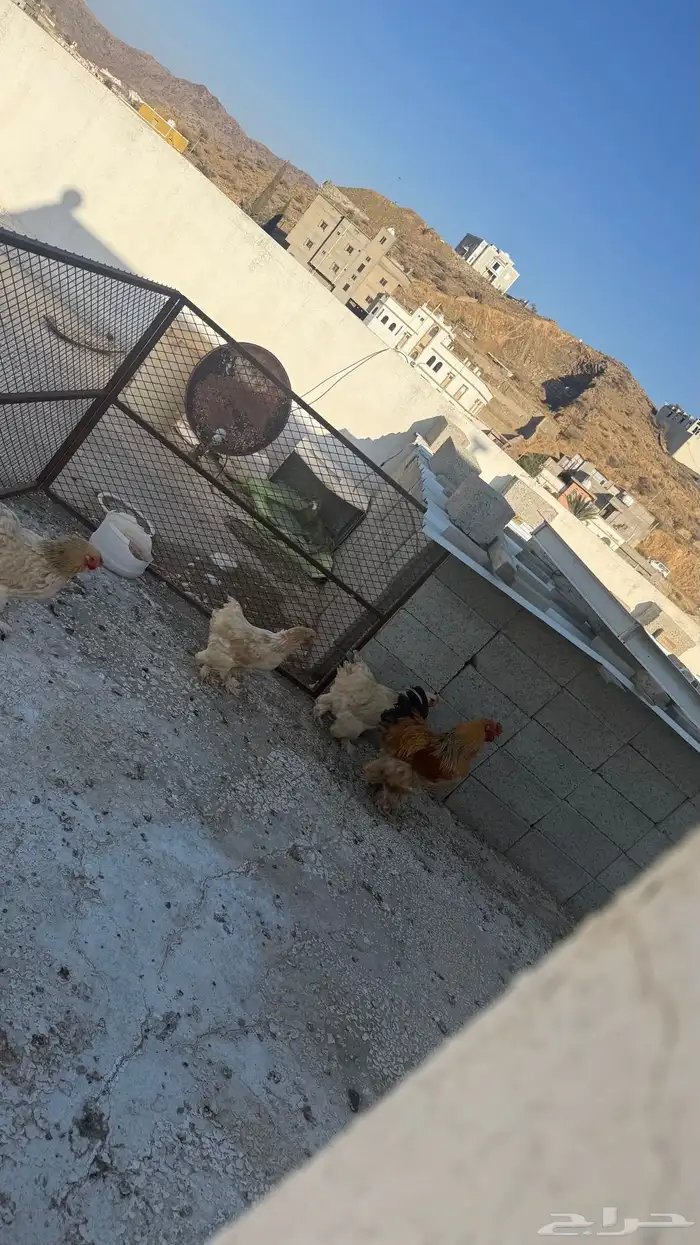 دجاج براهما طقم ديك ثلاث اناثي 13