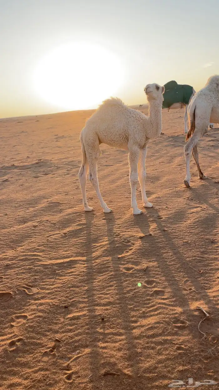 للبيع قعود قصب سمين العمر شهرين 0