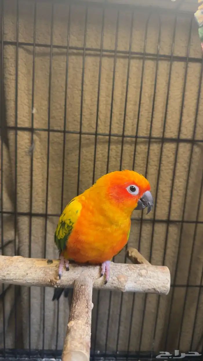 صن كنيور للبيع الببغاء محلل انثى 1