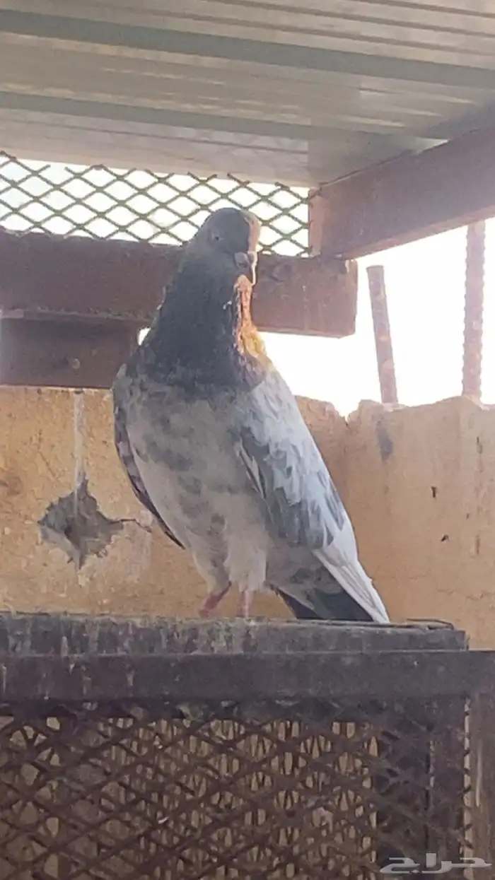 حمام باكستاني و حب رمان 1