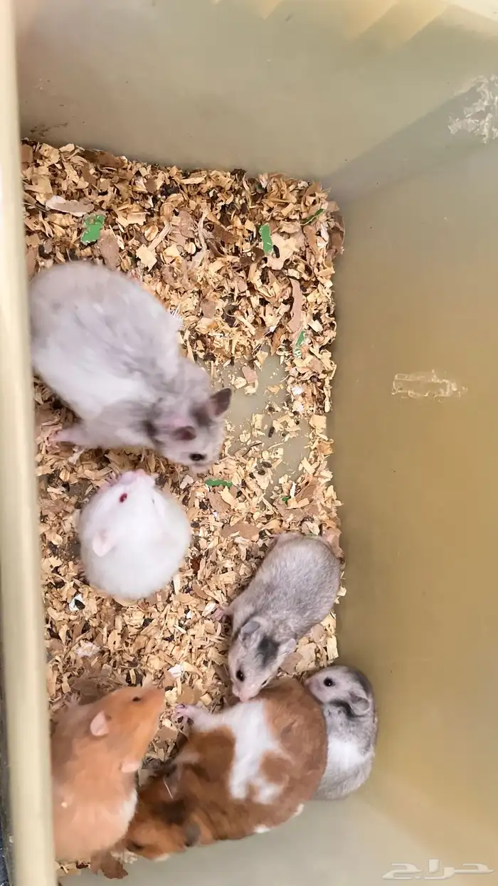 هامستر للبيع ذكر وانثى وا 4هامسترات صغيره 0