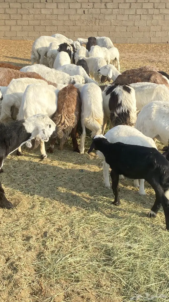 غنم للبيع جملة ضأن وماعز بيشة 1